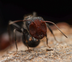 Camponotus ulcerosus