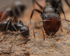 Camponotus ulcerosus