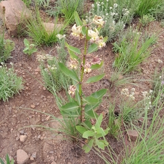 Pachycarpus appendiculatus
