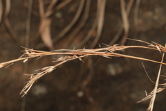 Cymbopogon refractus