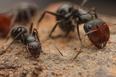 Camponotus ulcerosus