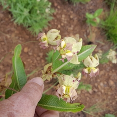 Pachycarpus appendiculatus