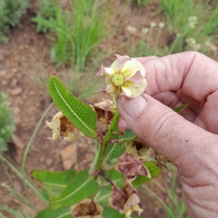 Pachycarpus appendiculatus