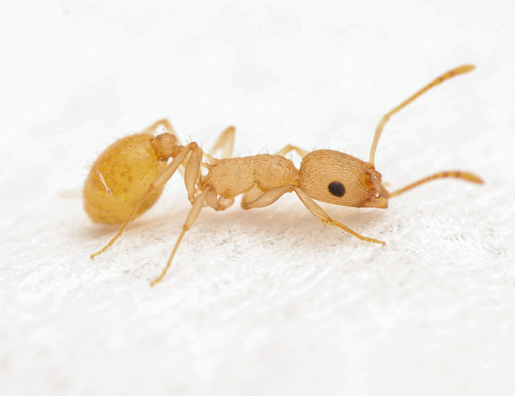 Acorn Ants and Allies