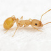 切胸蟻屬 - Photo 由 Mason S. 所上傳的 (c) Mason S.，保留部份權利CC BY-NC