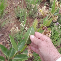 Pachycarpus appendiculatus