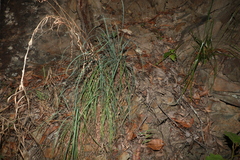 Cymbopogon refractus