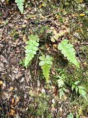 Cranfillia deltoides