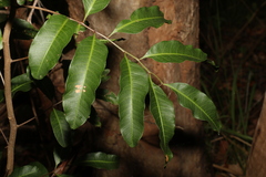 Cupaniopsis parvifolia