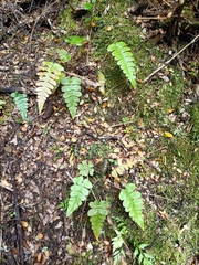 Cranfillia deltoides