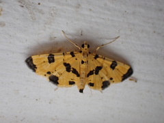 Nacoleia insolitalis
