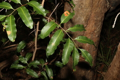 Cupaniopsis parvifolia