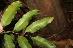 Cupaniopsis parvifolia