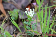 Pimelea