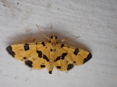 Nacoleia insolitalis