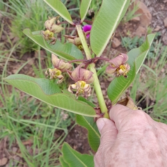 Pachycarpus appendiculatus