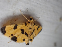 Nacoleia insolitalis