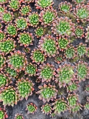 Hectorella caespitosa