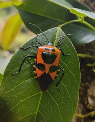 Catacanthus