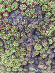 Hectorella caespitosa