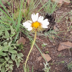 Berkheya zeyheri