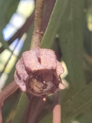 Angophora costata euryphylla
