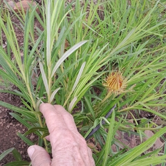 Berkheya zeyheri