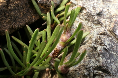 Leptinella pyrethrifolia linearifolia
