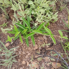 Raphionacme procumbens