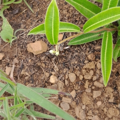 Raphionacme procumbens
