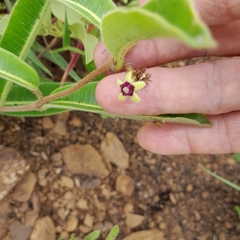 Raphionacme procumbens