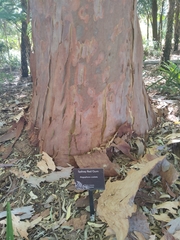 Angophora costata euryphylla