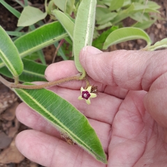 Raphionacme procumbens