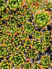 Hectorella caespitosa