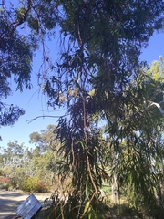 Angophora costata euryphylla