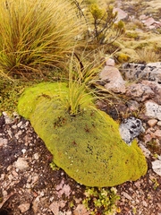 Hectorella caespitosa