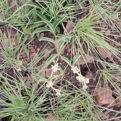 Raphionacme procumbens