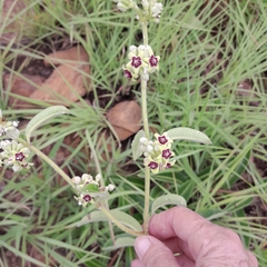 Raphionacme procumbens
