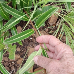 Raphionacme procumbens