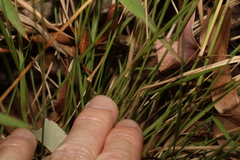 Panicum effusum