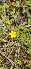 Oxalis exilis