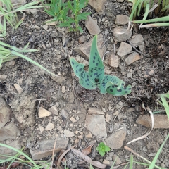 Ledebouria floribunda