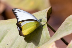 Appias lyncida