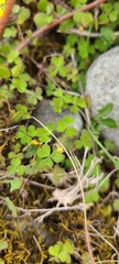 Oxalis exilis