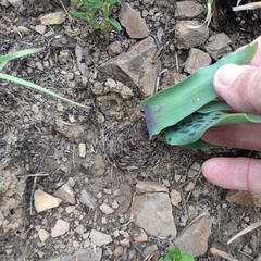 Ledebouria floribunda