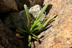 Leptinella pyrethrifolia linearifolia