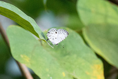 Megisba malaya sikkima