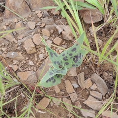 Ledebouria floribunda