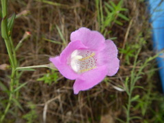 Agalinis strictifolia