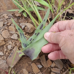 Ledebouria floribunda